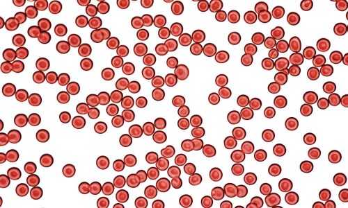 blood cell micrography microscopic detail showing lots of blood cells in white back